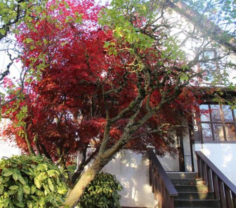 John'S House In Vancouver West Esterno foto